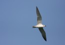 Gull-billed turn ©  J.Lidster